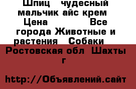 Шпиц - чудесный мальчик айс-крем › Цена ­ 20 000 - Все города Животные и растения » Собаки   . Ростовская обл.,Шахты г.
